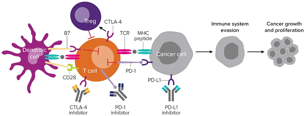 Diagram of cancer cell growth